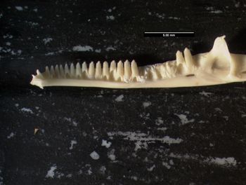 Media type: image;   Herpetology R-20609